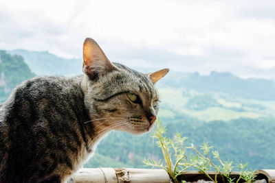 Cat against landscape