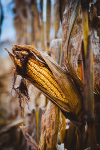 Close-up of dried field corn on a corn stalk