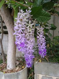 Close-up of purple flowering plant in yard