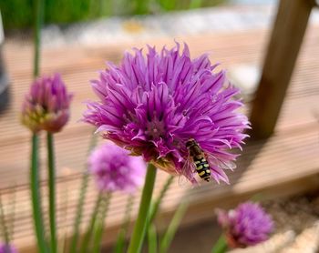 Close-up of bee on pink flower