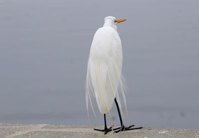 Seagull perching on a wall