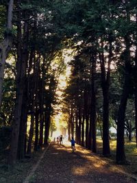 Footpath in park