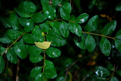 Close-up of wet plant leaves during rainy season