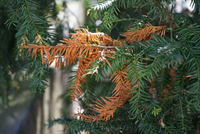 Close-up of colored pine tree branch
