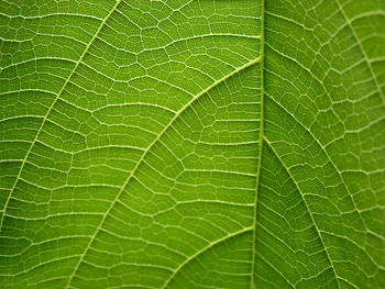 Macro shot of green leaves