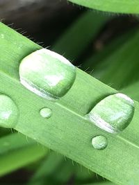 Close up of green plant