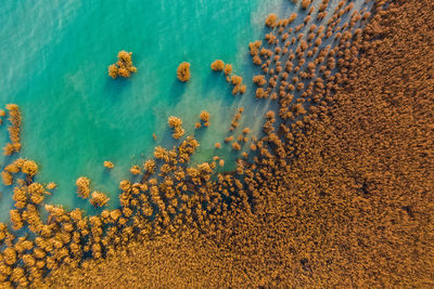 High angle view of coral on beach