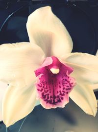 Close-up of pink orchid flower