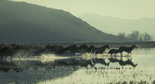 Horses running in lake