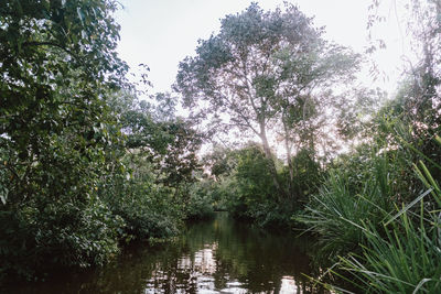 Scenic view of lake amidst trees against clear sky