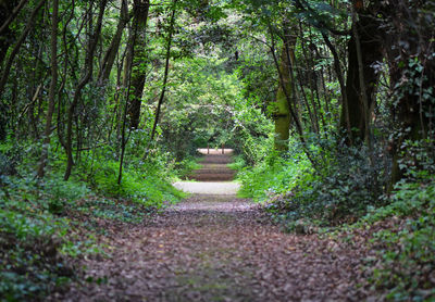 Narrow pathway in forest