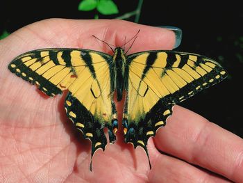 Close-up of butterfly on hand