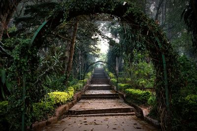 Trees in forest