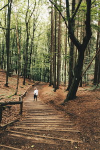 Rear view of person walking on footpath in forest