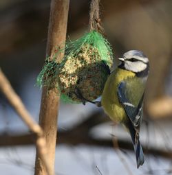 Close-up of bird perching on branch