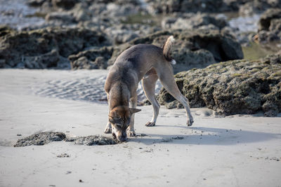 Full length of a dog walking on land