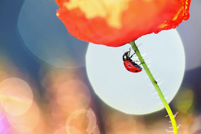 Close-up of ladybug on leaf