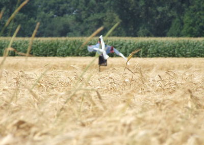 Bird flying over field