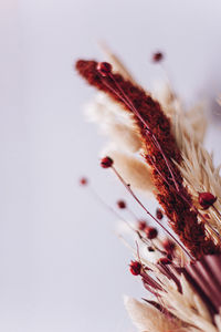 Close-up of plant against white background