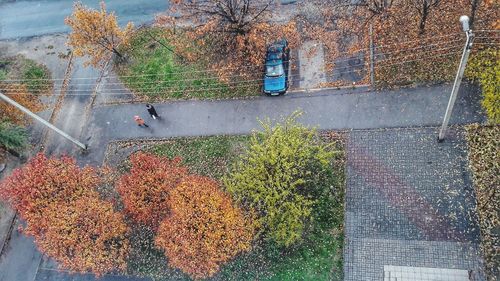 High angle view of autumn tree by water