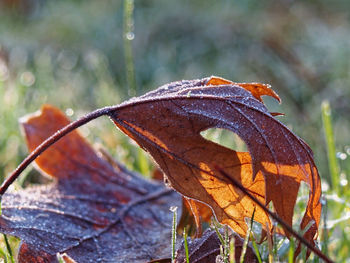 Close-up of raindrops on dry leaves
