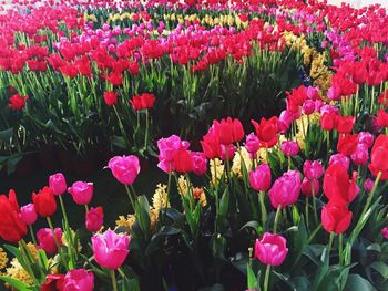 Close-up of pink flowers blooming in field