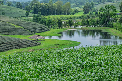 Scenic view of agricultural field