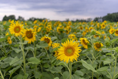 Close-up of yellow flowering plants on field