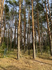 Pine trees in forest