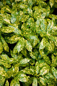 Full frame shot of green plant against white background