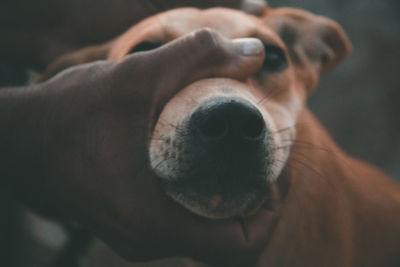 Close-up portrait of dog