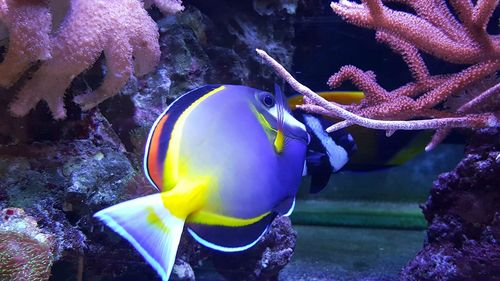 Close-up of fish swimming in sea