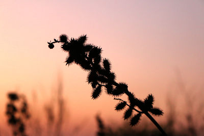 Low angle view of silhouette tree against romantic sky