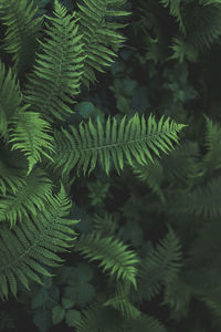 Moody and artistic overhead shot of winding ferns on forest floor