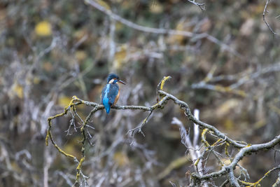 Bird perching on branch