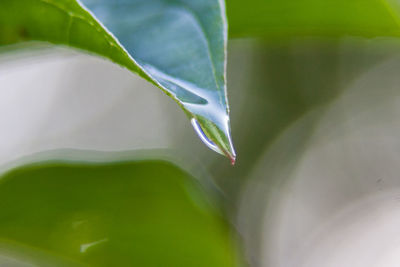 Close-up of plant