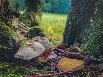 Close-up of mushroom growing on field