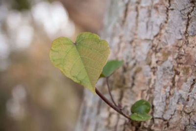 Close-up of leaf