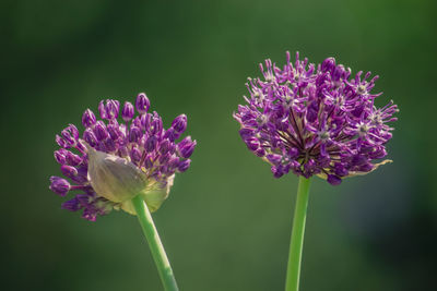 Close-up of purple flowering plant