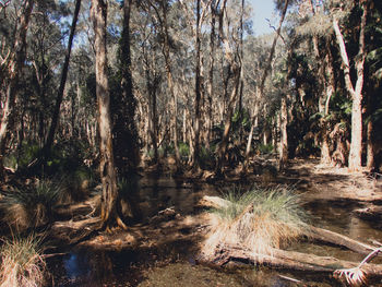 Panoramic shot of trees in forest