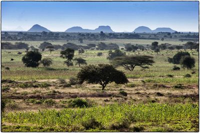 Scenic view of grassy field against blue sky