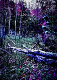 Purple flowering tree in forest