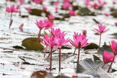 Close-up of pink flowering plants