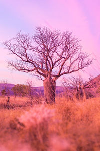 Bare tree on field against sky during sunset