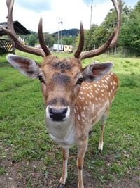 Portrait of deer on field