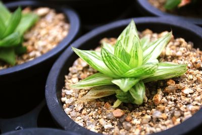 Close-up of plant in plate