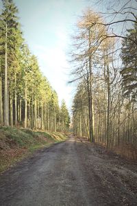 Road passing through trees