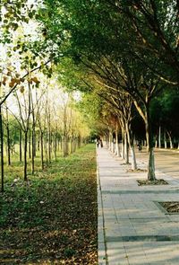 Empty pathway along trees