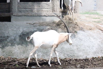 Cow standing in a pen