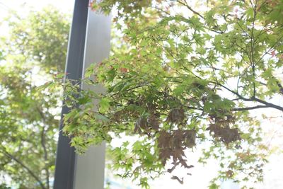 Low angle view of plants